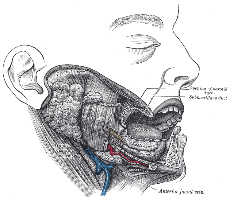 <p>Lateral View of the Salivary Glands
