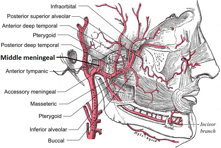 <p>Maxillary Artery Branches in Lateral Facial View