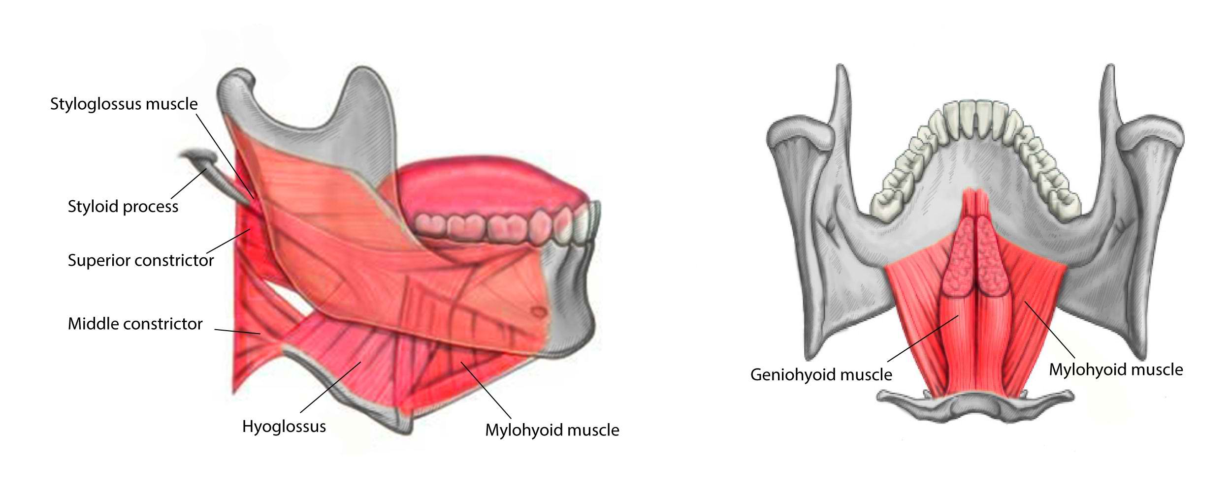 <p>Styloglossus, Hyoglossus, Mylohyoid, and Geniohyoid Muscles.</p>