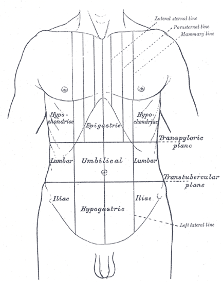 <p>The&nbsp;Nine Regions of the Abdomen