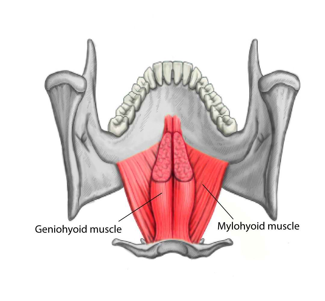 <p>Geniohyoid and Mylohyoid Muscles.</p>