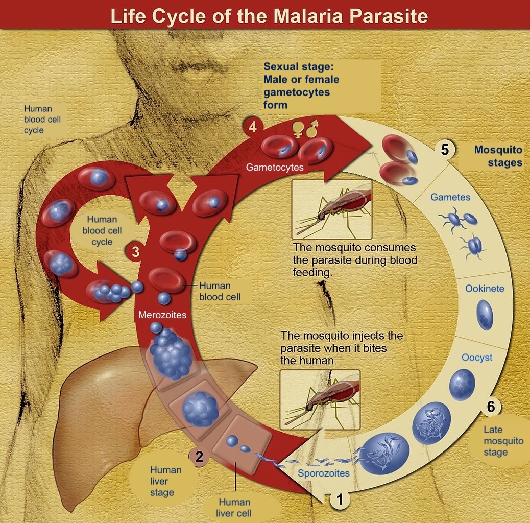 <p><em>Plasmodium</em> Life Cycle.&nbsp;Illustration of the <em>Plasmodium</em> life cycle.</p>
