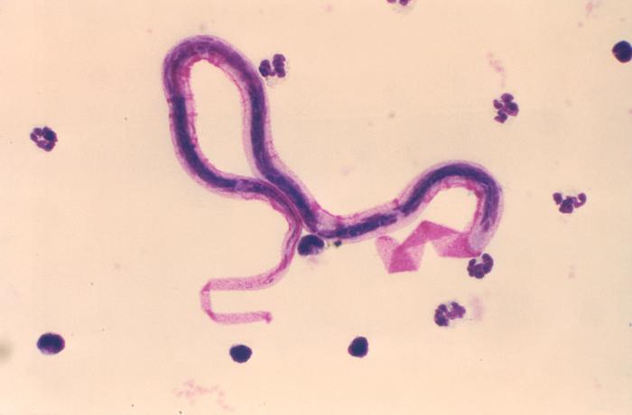 <p><em>Brugia malayi