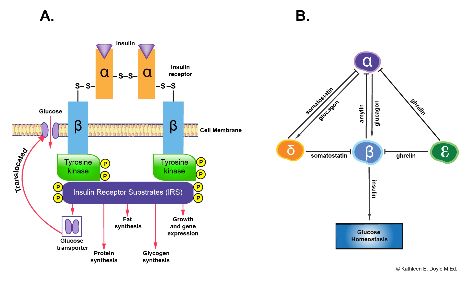 <p>Insulin Receptor and Paracrine Interaction in Pancreatic Islet Cells