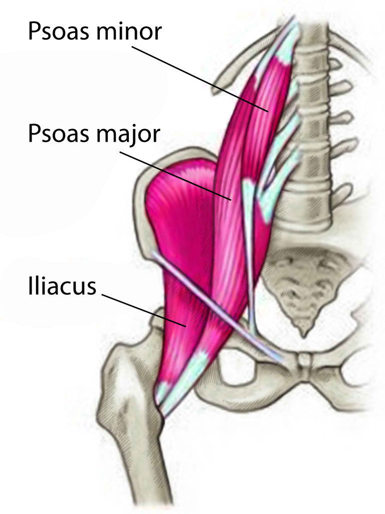 <p>Psoas Major and Minor Muscles and Iliacus Muscle.</p>