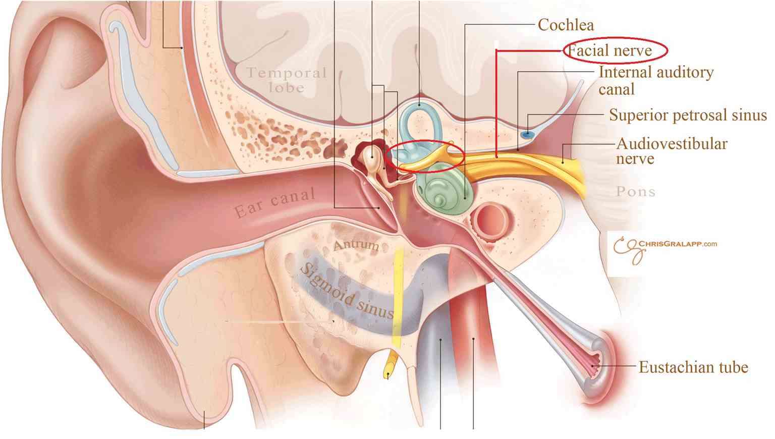 <p>Facial Nerve in the Middle Ear.</p>