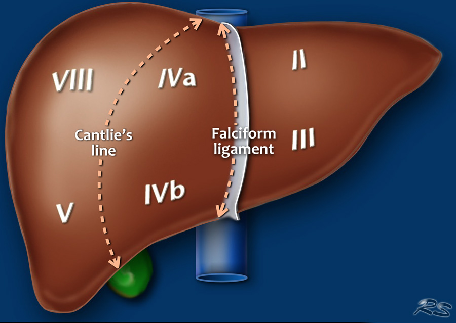 <p>Liver Segmental Anatomy and the Couinaud System