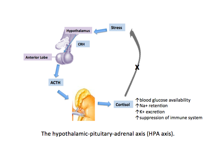 <p>Hypothalamic-Pituitary-Adrenal Axis