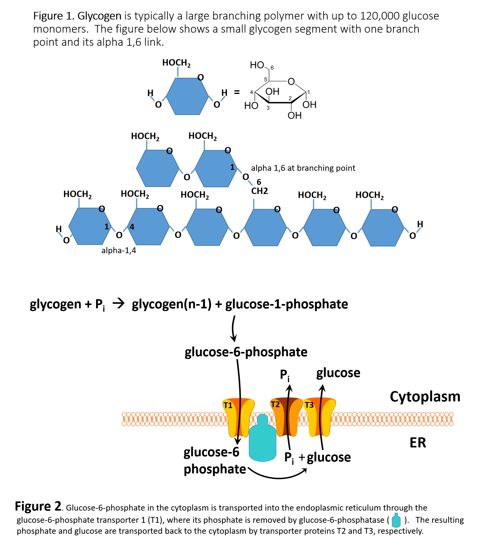 <p>Glycogen&nbsp;Structure and Metabolism