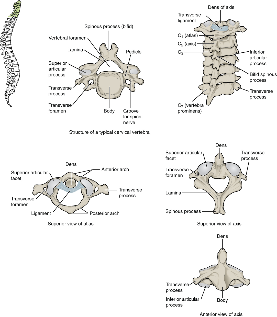 <p>Comparative Anatomy of Typical and Atypical Cervical Vertebrae