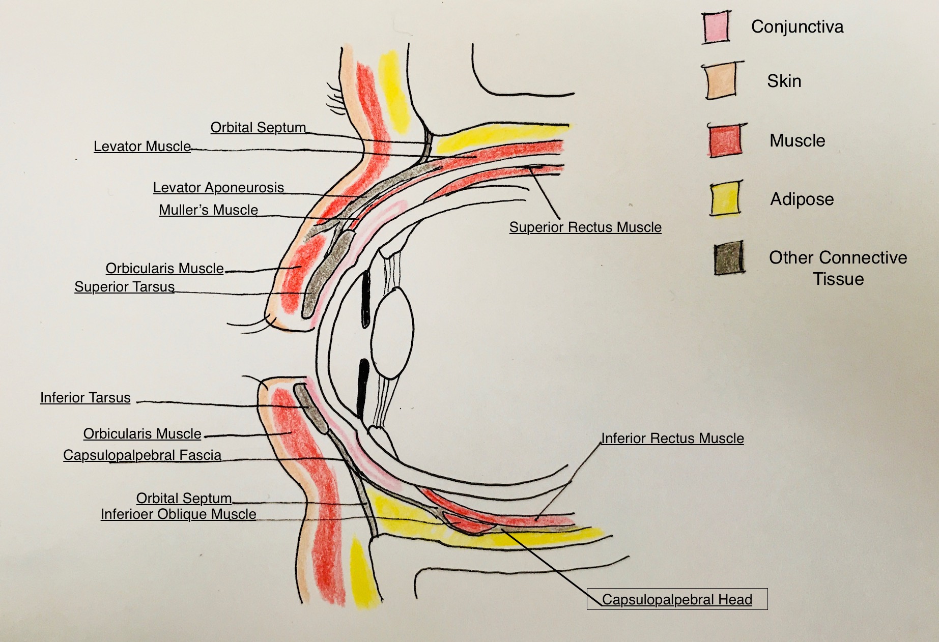 <p>Eyelid Anatomy
