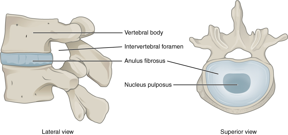 <p>Intervertebral Disc Anatomy