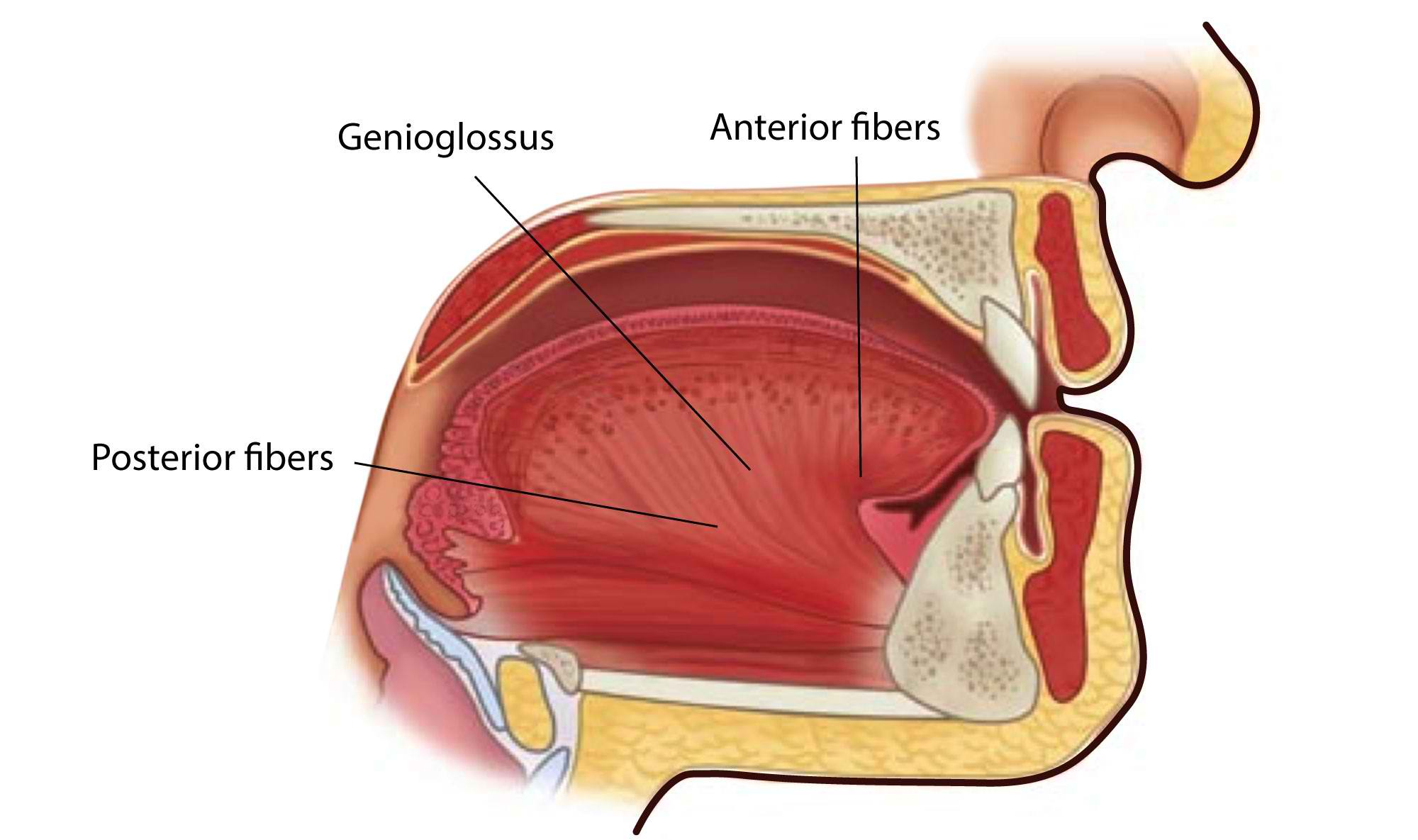 <p>Genioglossus Muscle.</p>