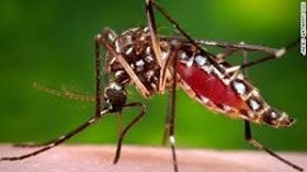<p>Aedes Species Mosquito.</p>