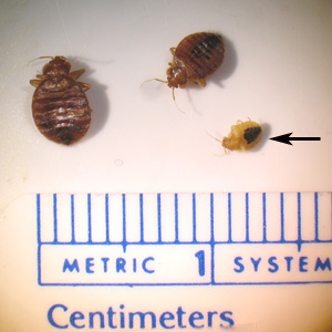 <p>Bed Bug Life Stages and Size Comparison