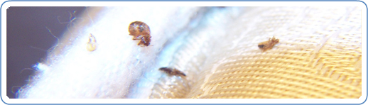 <p>Bed Bugs in Mattress Ribbing