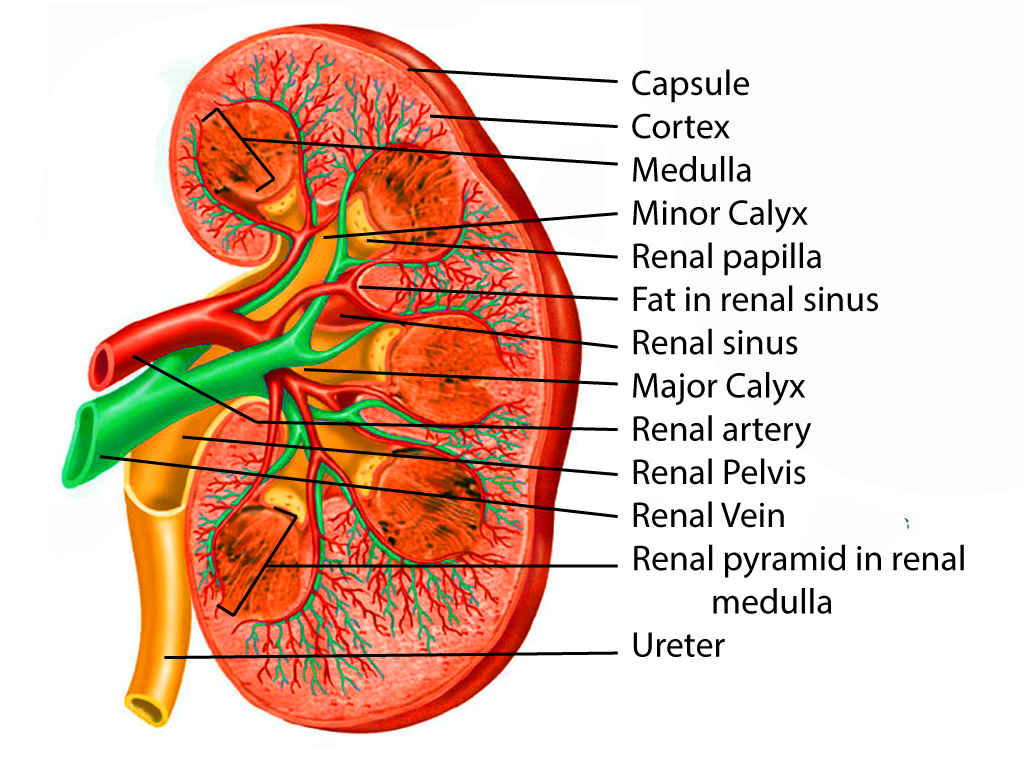 <p>Kidney Anatomy
