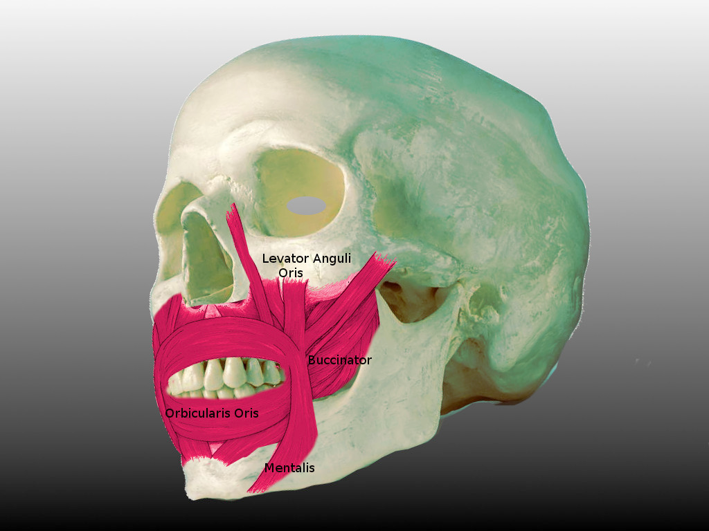 <p>Muscles of the Lip.</p>