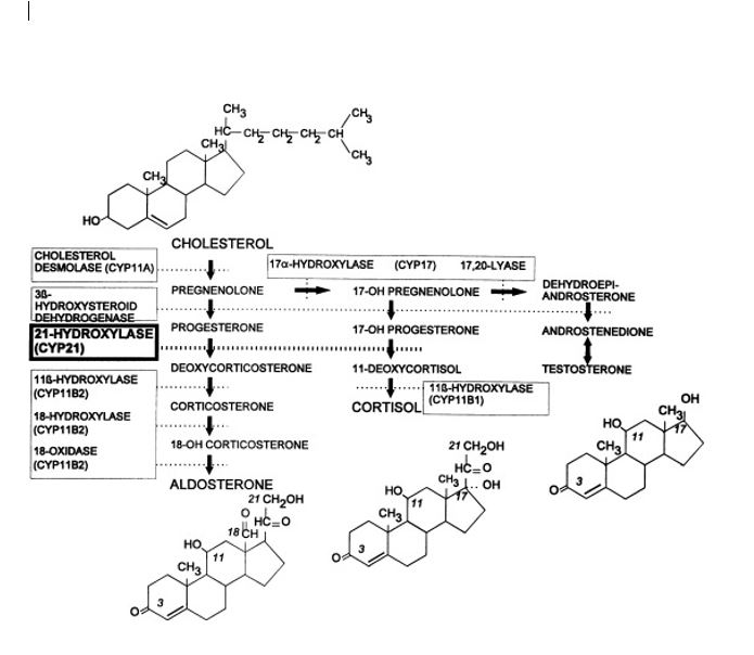 <p>Steroid Hormone Synthesis Pathways from Cholesterol