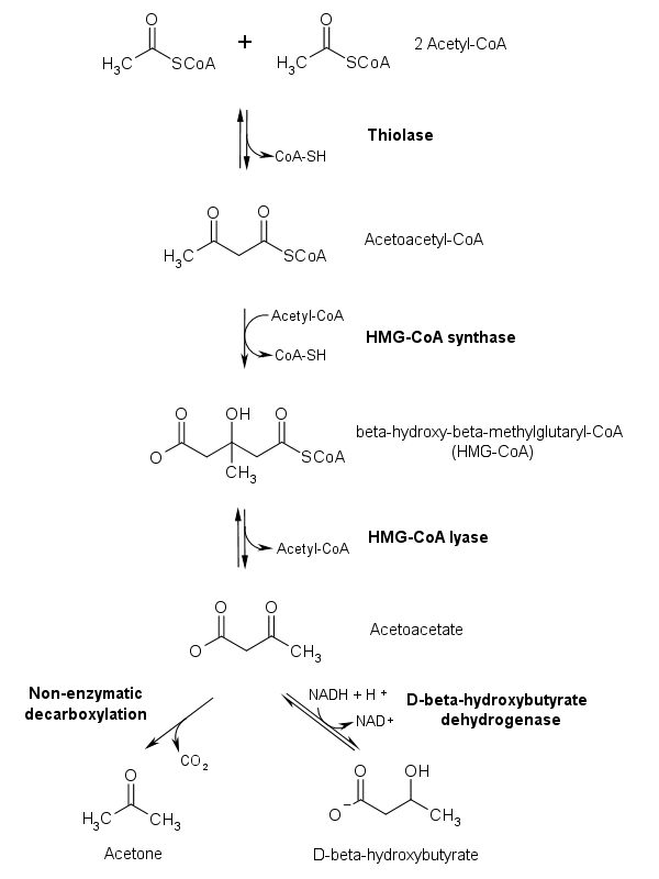 <p>Ketogenesis Pathway