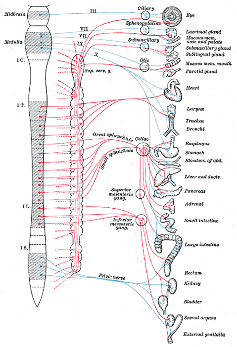 <p>Autonomic Nervous System Pathways
