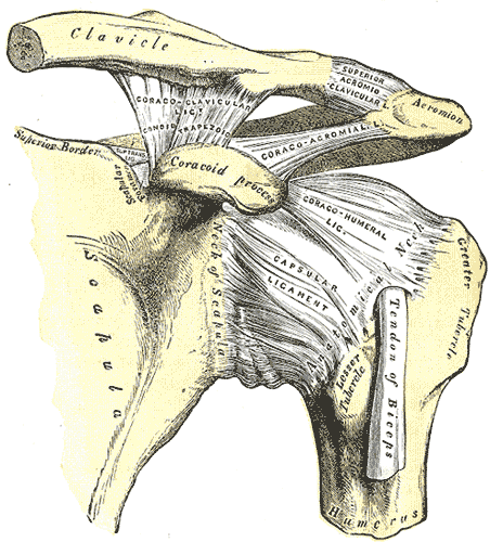 <p>Ligaments and Osseous Landmarks of the Human Shoulder