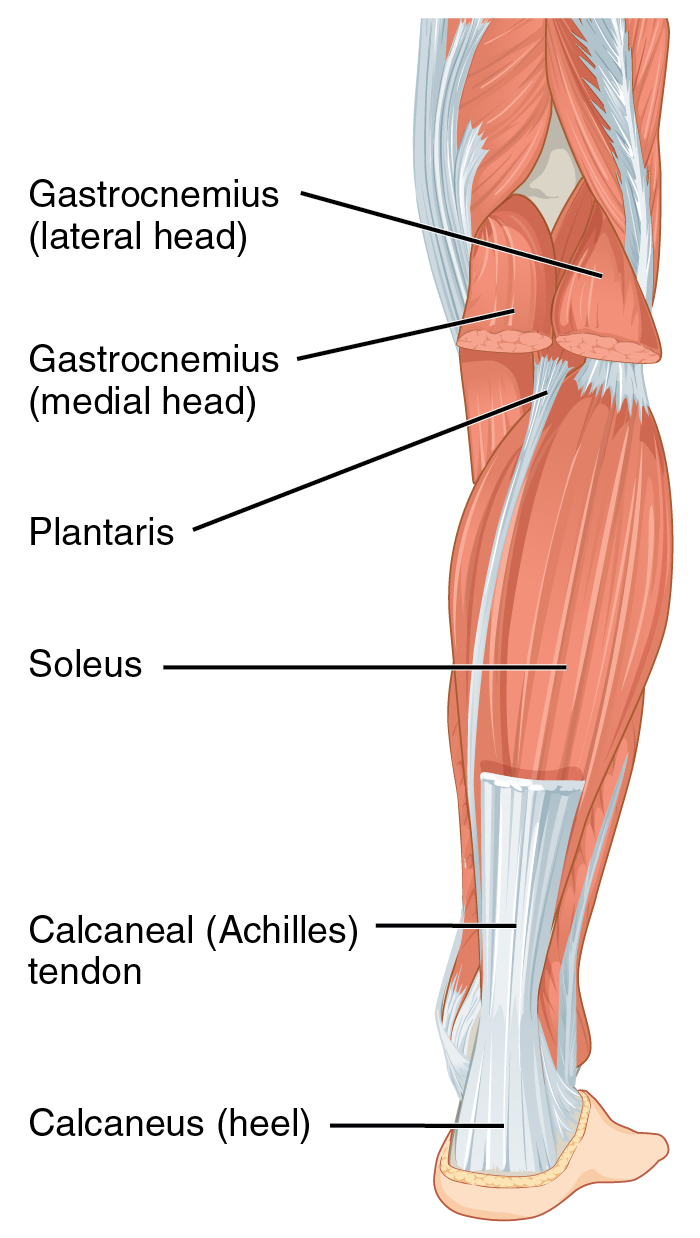 <p>Structural Components of the Triceps Surae