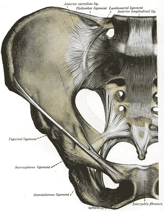 <p>Anterior Articulations of the Pelvis