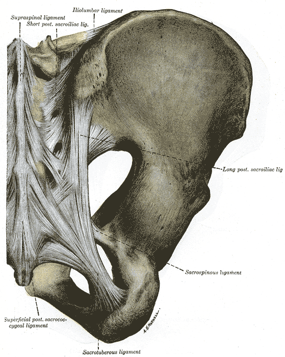 <p>Ligamentous Connections of the Human Pelvis