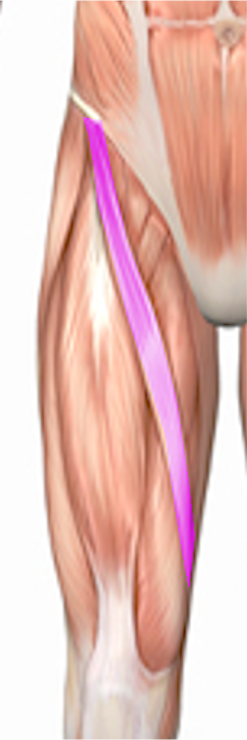 <p>Sartorius Leg Muscle.</p>