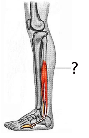 <p>Peroneus brevis</p>