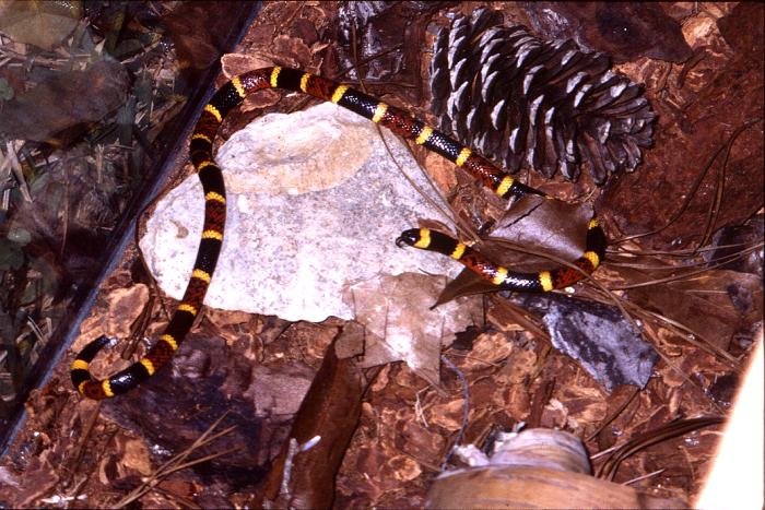 <p>Coral Snake