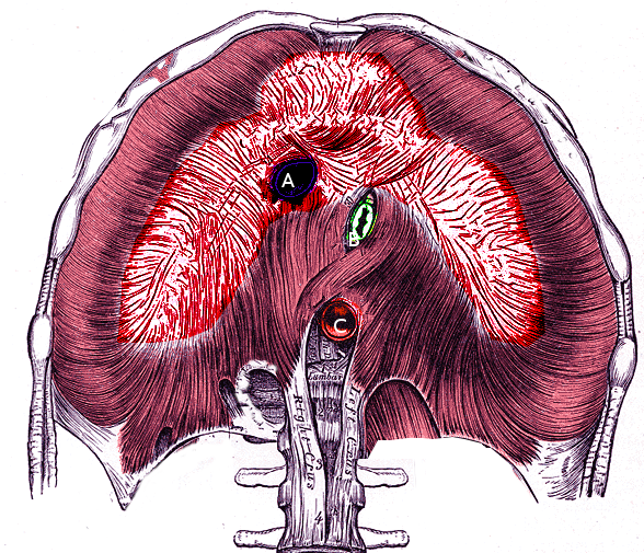 <p>Diaphragm and its Apertures.</p>