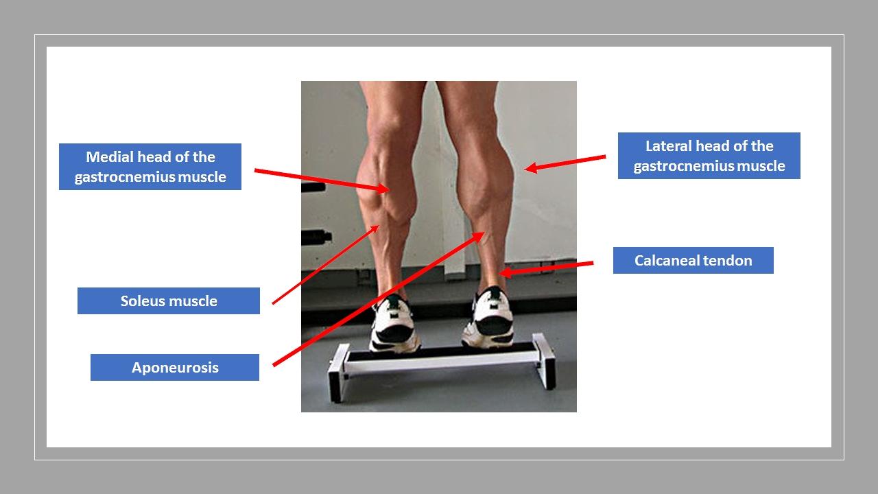 <p>Surface Anatomy of the Posterior Leg Compartment