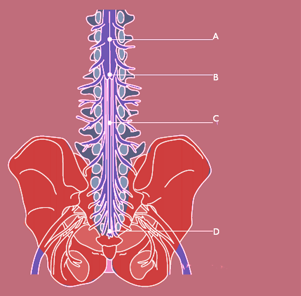 <p>Cauda Equina.</p>
