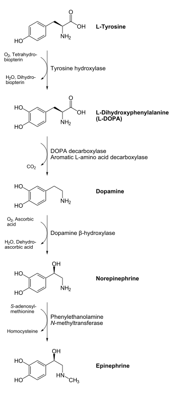 <p>Biosynthesis of Catecholamines