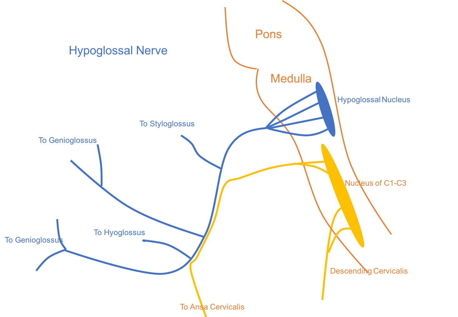 <p>Schematic of Hypoglossal Nerve Distribution