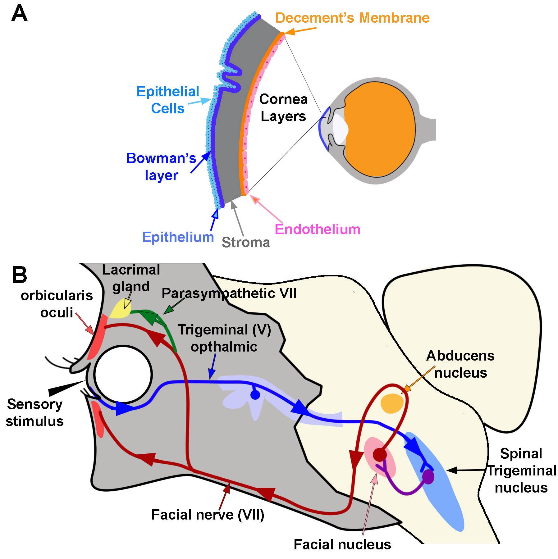 <p>Corneal Microanatomy and Reflex Pathways