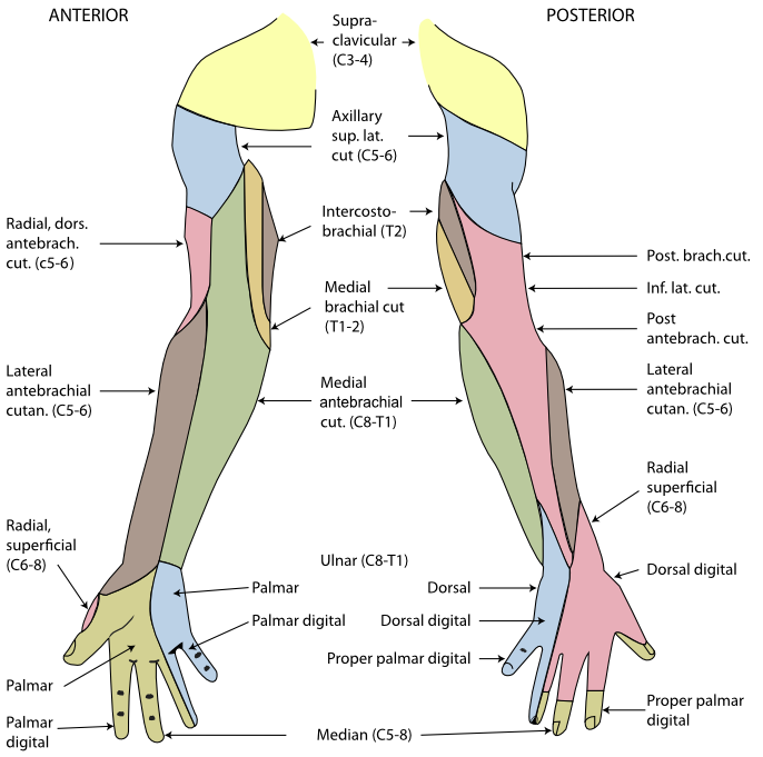 <p>Cutaneous Innervation of the Right Upper Extremity