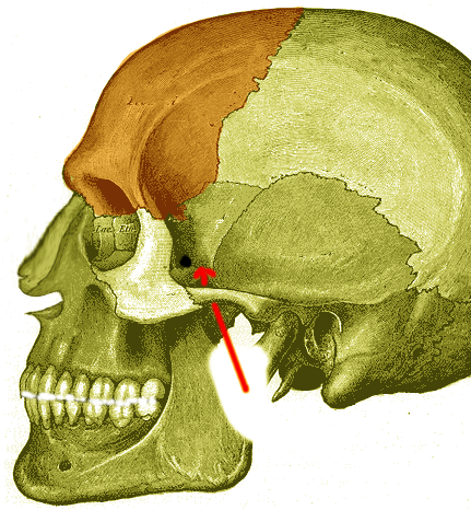 <p>Infratemporal Fossa.</p>