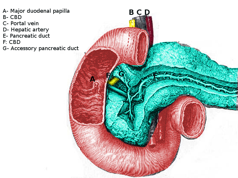 <p>Anatomy of the Pancreaticobiliary Junction