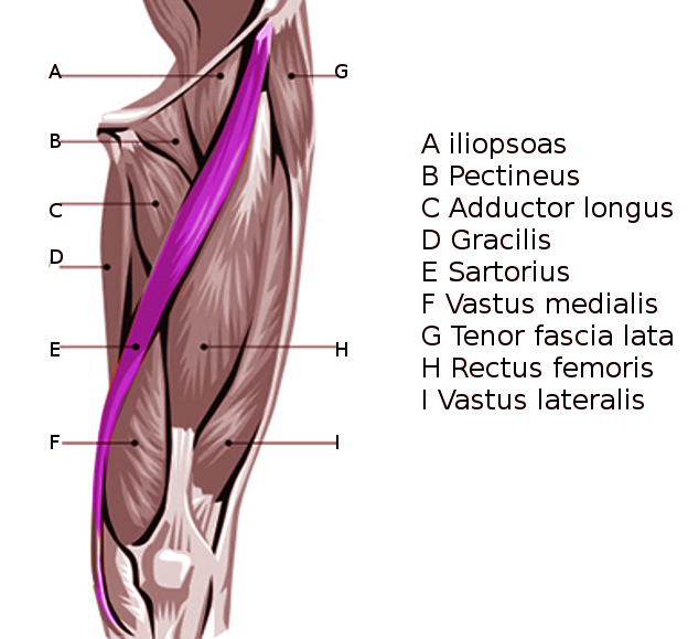 <p>Sartorius Muscle Anatomy.</p>