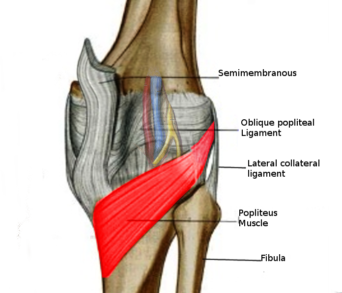 <p>Popliteus Muscle.</p>