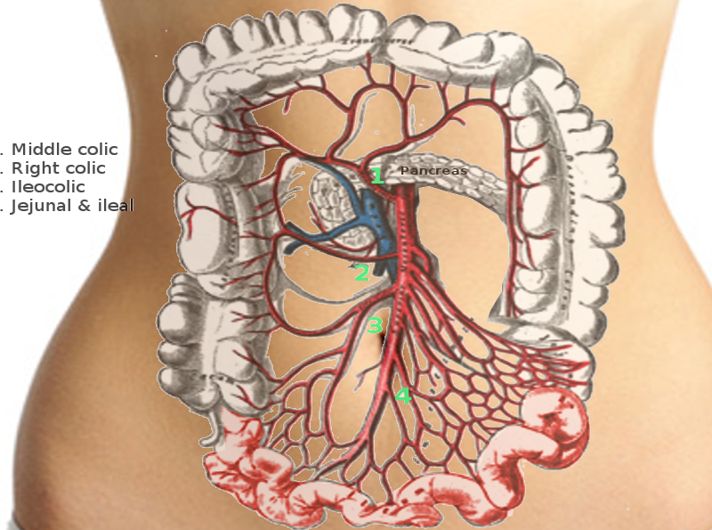 <p>Superior Mesenteric Artery.</p>