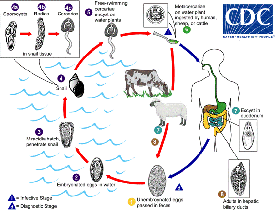 <p>Lifecycle of <em>Fasciola</em> sp.</p>