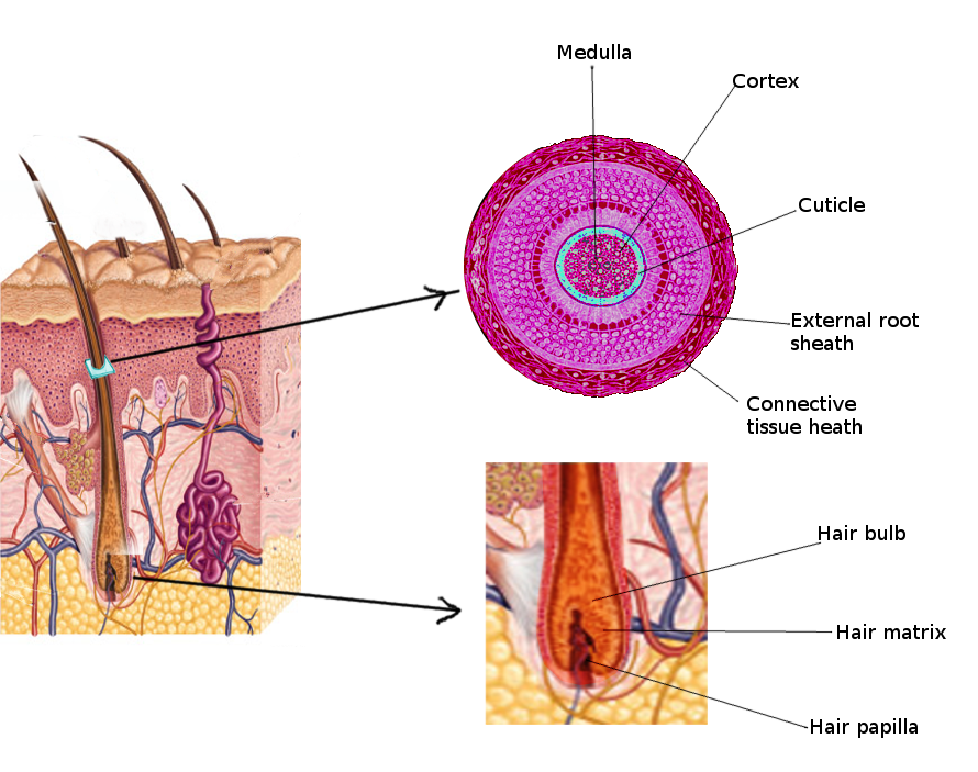 <p>Hair Anatomy.</p>
