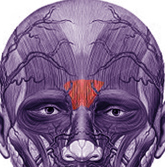 <p>Procerus Muscle.</p>