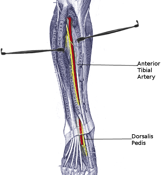<p>Anterior Tibial Artery.</p>