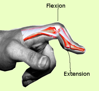 <p>Boutonniere Deformity Anatomy