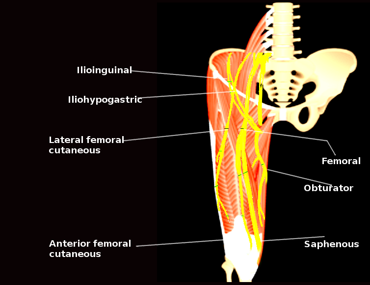 <p>Thigh Nerves.</p>